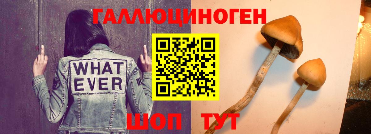 Горячий Ключ  Псилоцибиновые грибы Psilocybe  Вход с VPN  Псилоцибиновые грибы GOLDEN TEACHER 